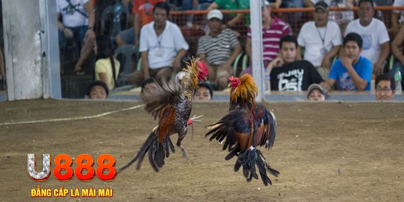 s66 đăng nhập mậu binh khuyến mãi