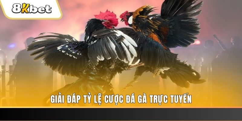 s66 trực tiếp đá gà thomo